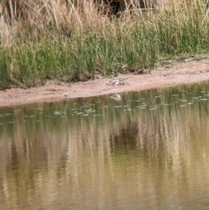 Charadrius melanops at Gelston Park, NSW - suppressed