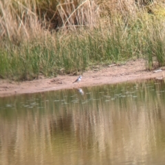 Charadrius melanops at Gelston Park, NSW - 30 Mar 2023