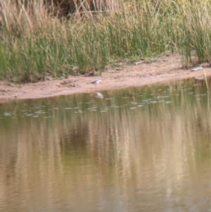 Charadrius melanops at Gelston Park, NSW - suppressed