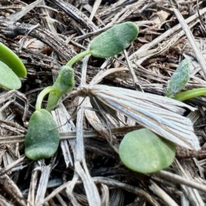 Hednota species near grammellus at Aranda, ACT - 30 Mar 2023