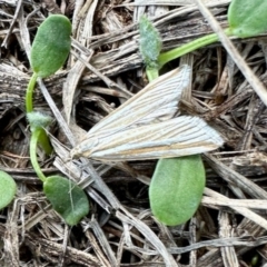 Hednota species near grammellus at Aranda, ACT - 30 Mar 2023