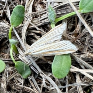 Hednota species near grammellus at Aranda, ACT - 30 Mar 2023