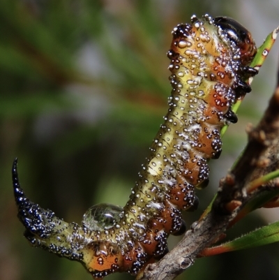 Pterygophorus cinctus (Bottlebrush sawfly) at Kowen, ACT - 29 Mar 2023 by aussiestuff