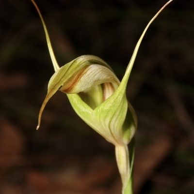 Diplodium reflexum (Dainty Greenhood) at Jerrabomberra, NSW - 1 Mar 2023 by aussiestuff