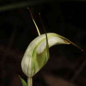 Diplodium reflexum at Jerrabomberra, NSW - suppressed