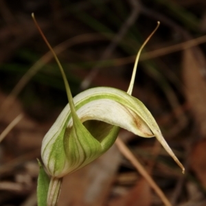 Diplodium reflexum at Jerrabomberra, NSW - suppressed