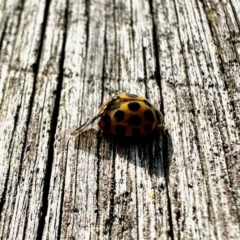 Harmonia conformis (Common Spotted Ladybird) at Aranda, ACT - 30 Mar 2023 by KMcCue