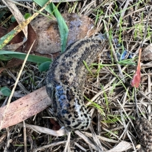 Limax maximus at Aranda, ACT - 30 Mar 2023