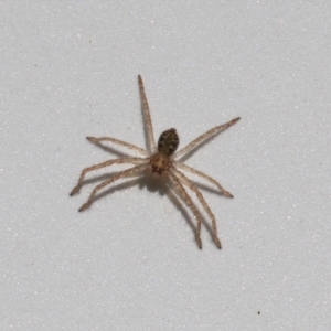 Sparassidae (family) at Paddys River, ACT - 30 Mar 2023