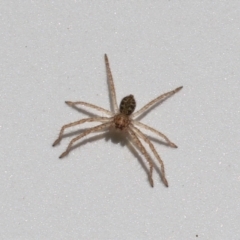 Sparassidae (family) at Paddys River, ACT - 30 Mar 2023