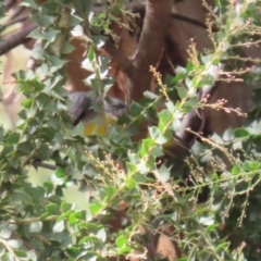 Eopsaltria australis (Eastern Yellow Robin) at Paddys River, ACT - 30 Mar 2023 by RodDeb