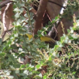 Eopsaltria australis at Paddys River, ACT - 30 Mar 2023 12:25 PM