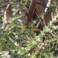 Eopsaltria australis at Paddys River, ACT - 30 Mar 2023 12:25 PM