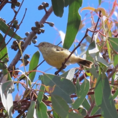 Acanthiza reguloides (Buff-rumped Thornbill) at Kambah Pool - 30 Mar 2023 by RodDeb