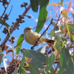 Acanthiza reguloides at Paddys River, ACT - 30 Mar 2023