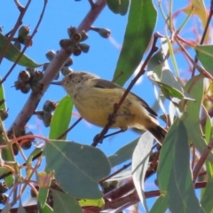 Acanthiza reguloides at Paddys River, ACT - 30 Mar 2023