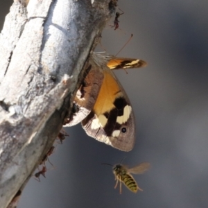 Heteronympha merope at Paddys River, ACT - 30 Mar 2023 11:40 AM