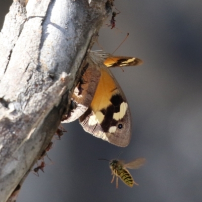 Heteronympha merope (Common Brown Butterfly) at Paddys River, ACT - 30 Mar 2023 by RodDeb