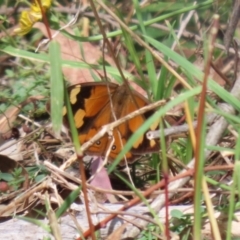 Heteronympha merope at Paddys River, ACT - 30 Mar 2023 11:40 AM