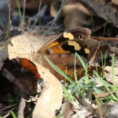 Heteronympha merope at Paddys River, ACT - 30 Mar 2023 11:40 AM