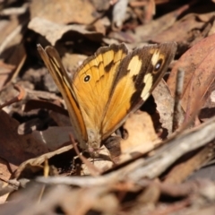 Heteronympha merope at Paddys River, ACT - 30 Mar 2023 11:40 AM