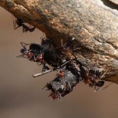 Iridomyrmex purpureus (Meat Ant) at Paddys River, ACT - 30 Mar 2023 by RodDeb