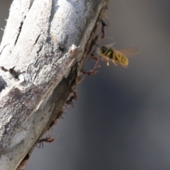 Iridomyrmex purpureus at Paddys River, ACT - 30 Mar 2023