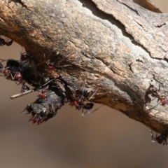 Iridomyrmex purpureus at Paddys River, ACT - 30 Mar 2023