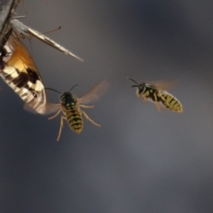 Vespula germanica (European Wasp, German Yellowjacket Wasp) at Paddys River, ACT - 30 Mar 2023 by RodDeb