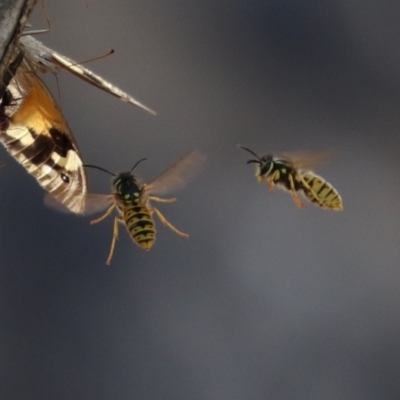 Vespula germanica (European Wasp, German Yellowjacket Wasp) at Paddys River, ACT - 30 Mar 2023 by RodDeb