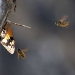 Vespula germanica at Paddys River, ACT - 30 Mar 2023 11:43 AM