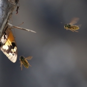 Vespula germanica at Paddys River, ACT - 30 Mar 2023 11:43 AM