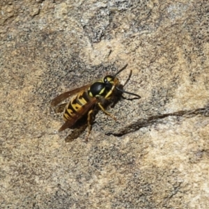 Vespula germanica at Paddys River, ACT - 30 Mar 2023 11:43 AM