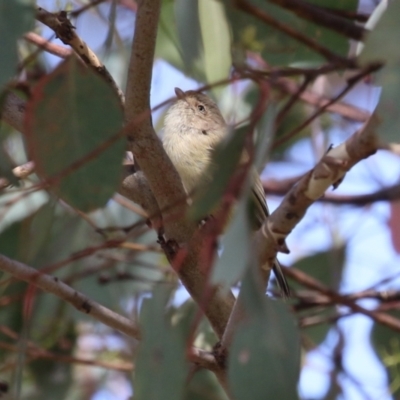 Smicrornis brevirostris (Weebill) at Kambah Pool - 30 Mar 2023 by RodDeb