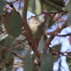 Smicrornis brevirostris (Weebill) at Paddys River, ACT - 30 Mar 2023 by RodDeb