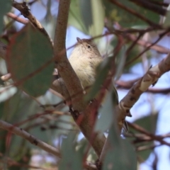 Smicrornis brevirostris at Paddys River, ACT - 30 Mar 2023