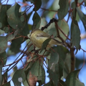 Smicrornis brevirostris at Paddys River, ACT - 30 Mar 2023