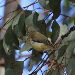 Smicrornis brevirostris at Paddys River, ACT - 30 Mar 2023