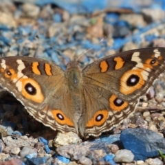 Junonia villida (Meadow Argus) at Paddys River, ACT - 30 Mar 2023 by RodDeb