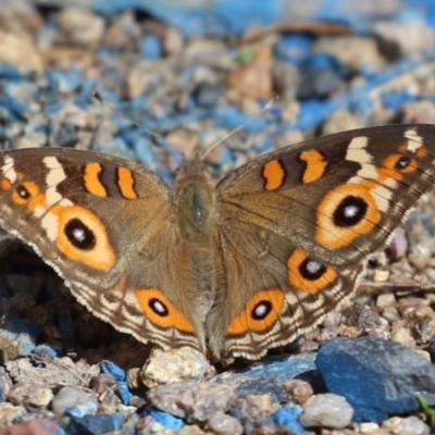 Junonia villida (Meadow Argus) at Kambah Pool - 30 Mar 2023 by RodDeb