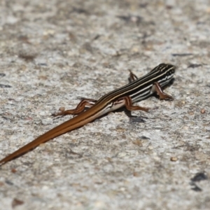 Ctenotus taeniolatus at Paddys River, ACT - 30 Mar 2023