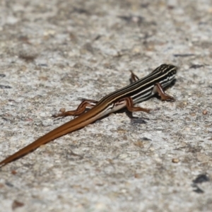 Ctenotus taeniolatus (Copper-tailed Skink) at Paddys River, ACT by RodDeb