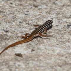 Ctenotus taeniolatus at Paddys River, ACT - 30 Mar 2023 12:16 PM