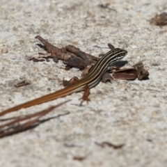 Ctenotus taeniolatus at Paddys River, ACT - 30 Mar 2023