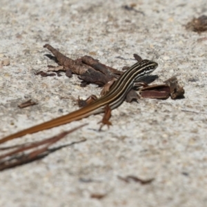 Ctenotus taeniolatus at Paddys River, ACT - 30 Mar 2023 12:16 PM