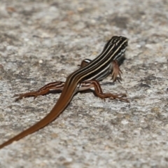 Ctenotus taeniolatus at Paddys River, ACT - 30 Mar 2023 12:16 PM