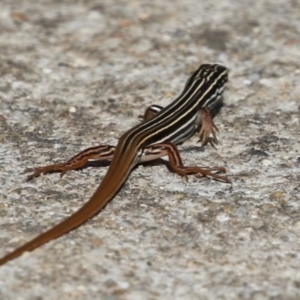 Ctenotus taeniolatus at Paddys River, ACT - 30 Mar 2023