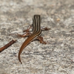 Ctenotus taeniolatus at Paddys River, ACT - 30 Mar 2023 12:16 PM