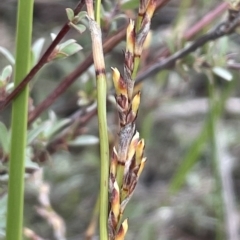 Lepidosperma laterale (Variable Sword Sedge) at Nicholls, ACT - 29 Mar 2023 by JaneR