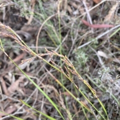 Lepidosperma laterale at Nicholls, ACT - 29 Mar 2023 03:45 PM